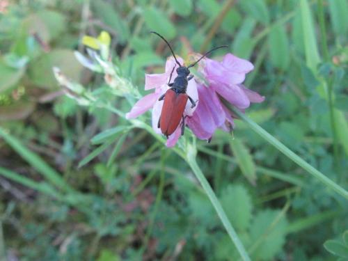 Anastrangalia sanguinolenta